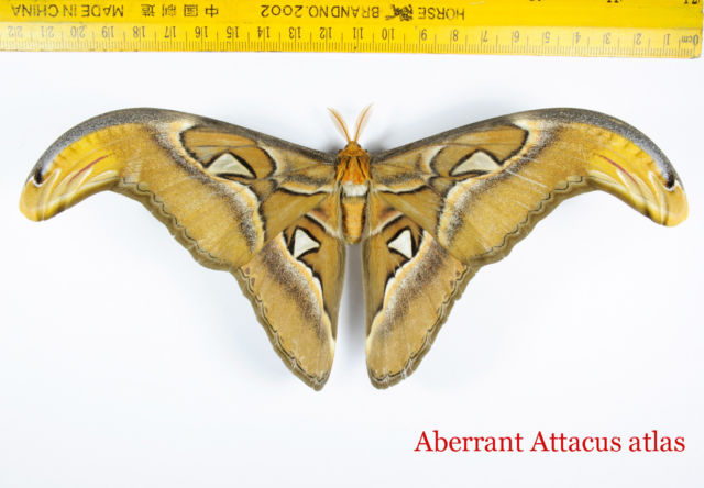 Attacus atlas (aberration malaysia) 2 (Internet Image property of respective owner, non-commercial use only)